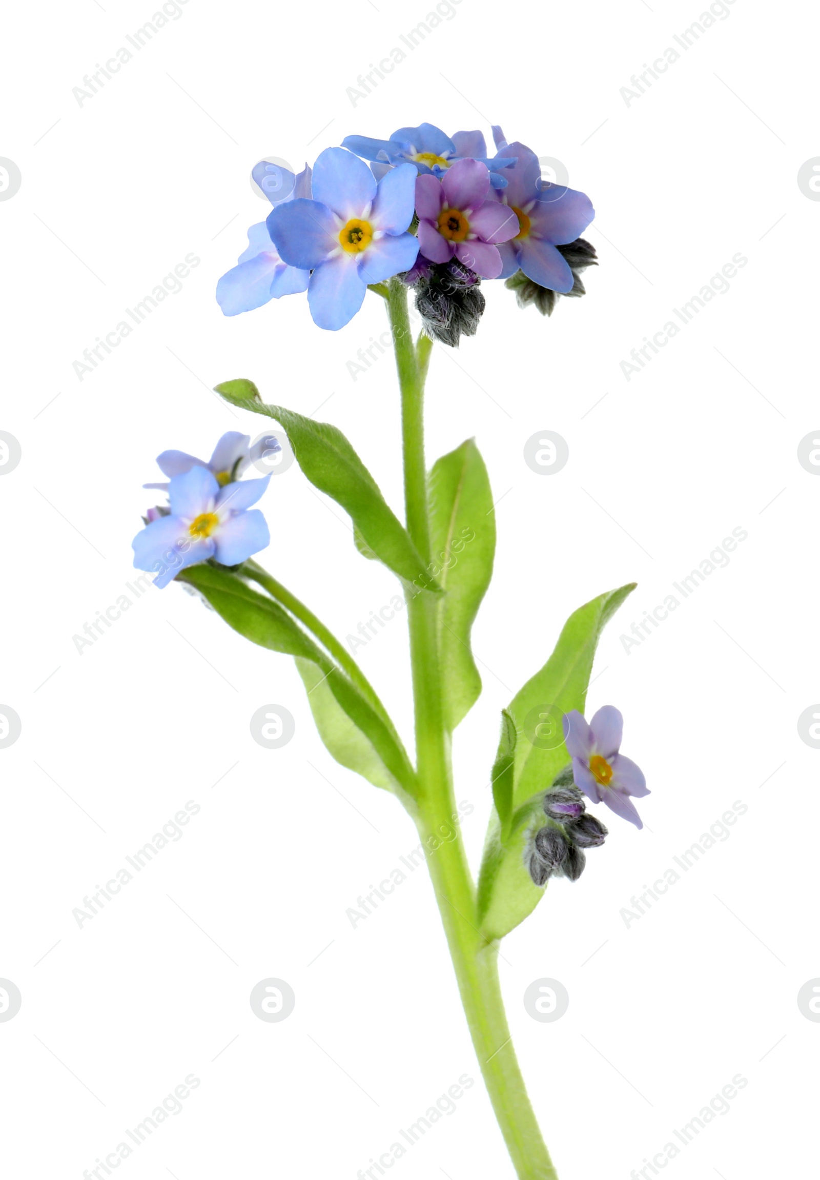 Photo of Amazing spring forget-me-not flowers on white background