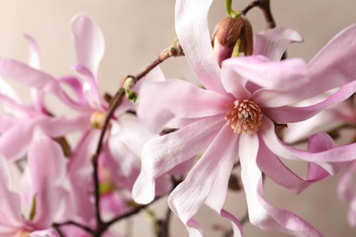 Photo of Magnolia tree branches with beautiful flowers on beige background, closeup