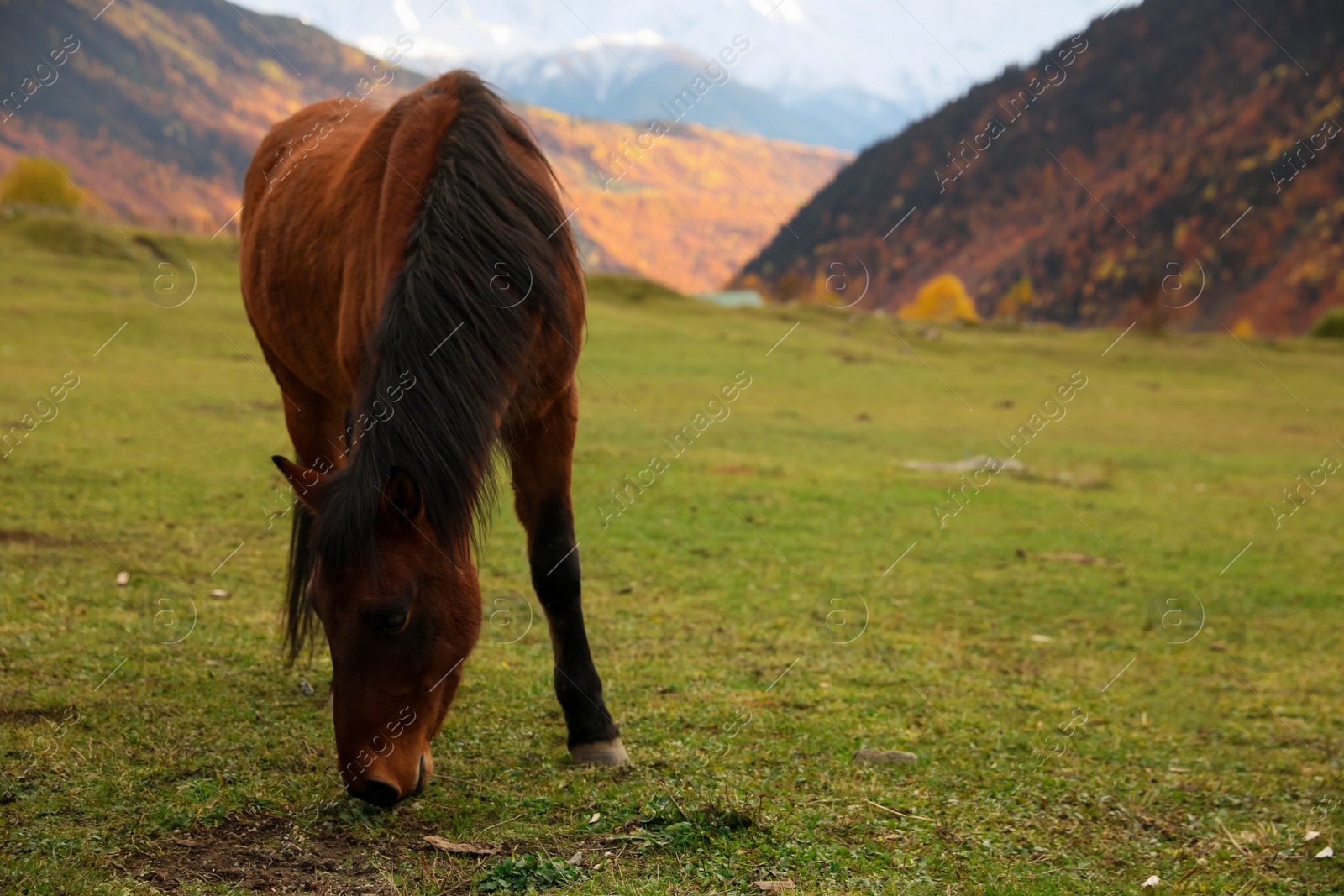 Photo of Brown horse grazing on meadow in mountains outdoors. Beautiful pet