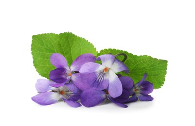 Photo of Beautiful wood violets with green leaves on white background. Spring flowers