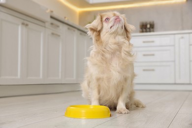 Cute Pekingese dog near pet bowl in kitchen. Space for text