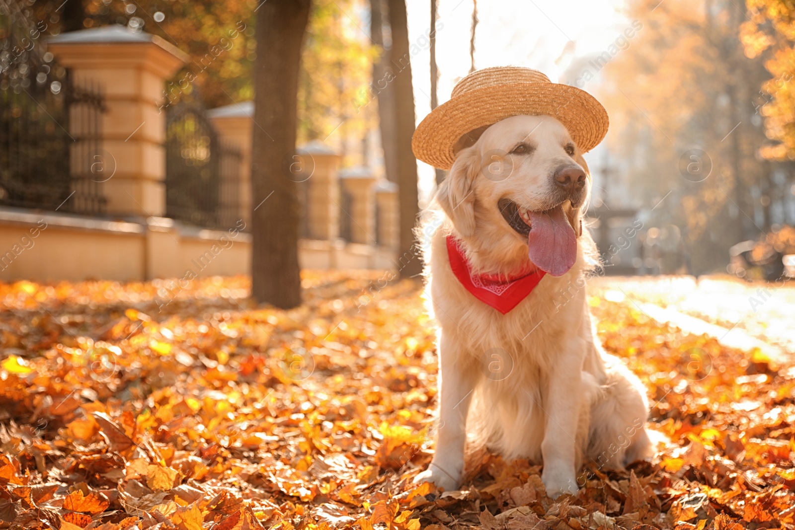 Photo of Golden retriever wearing hat in sunny autumn park