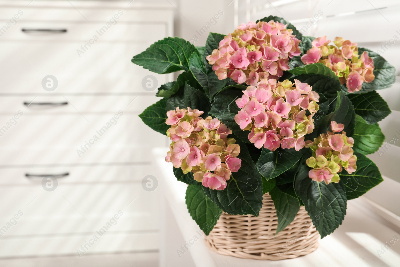 Photo of Beautiful blooming pink hortensia in wicker basket on window sill indoors. Space for text
