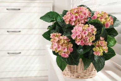 Photo of Beautiful blooming pink hortensia in wicker basket on window sill indoors. Space for text
