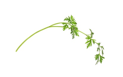 Fresh green organic parsley on white background