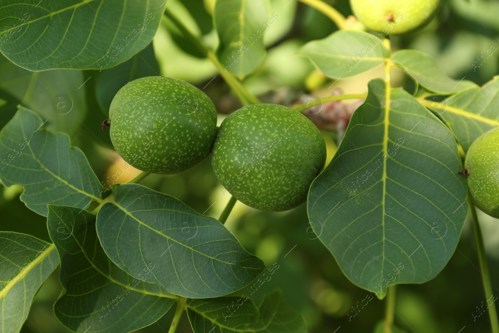 Photo of Green unripe walnuts growing on tree outdoors, closeup