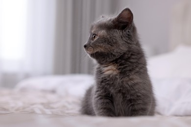 Photo of Cute fluffy kitten sitting on bed indoors. Space for text