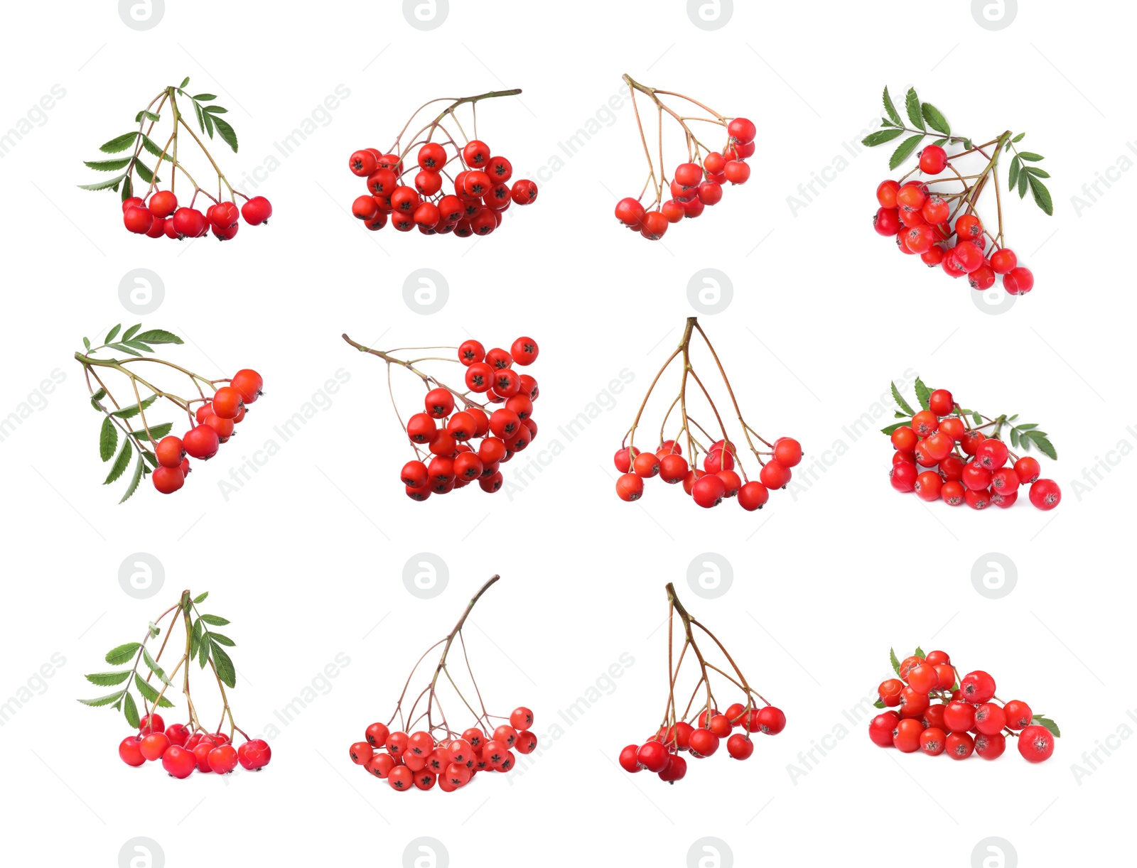 Image of Set with ripe rowan berries on white background 