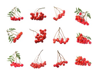 Image of Set with ripe rowan berries on white background 