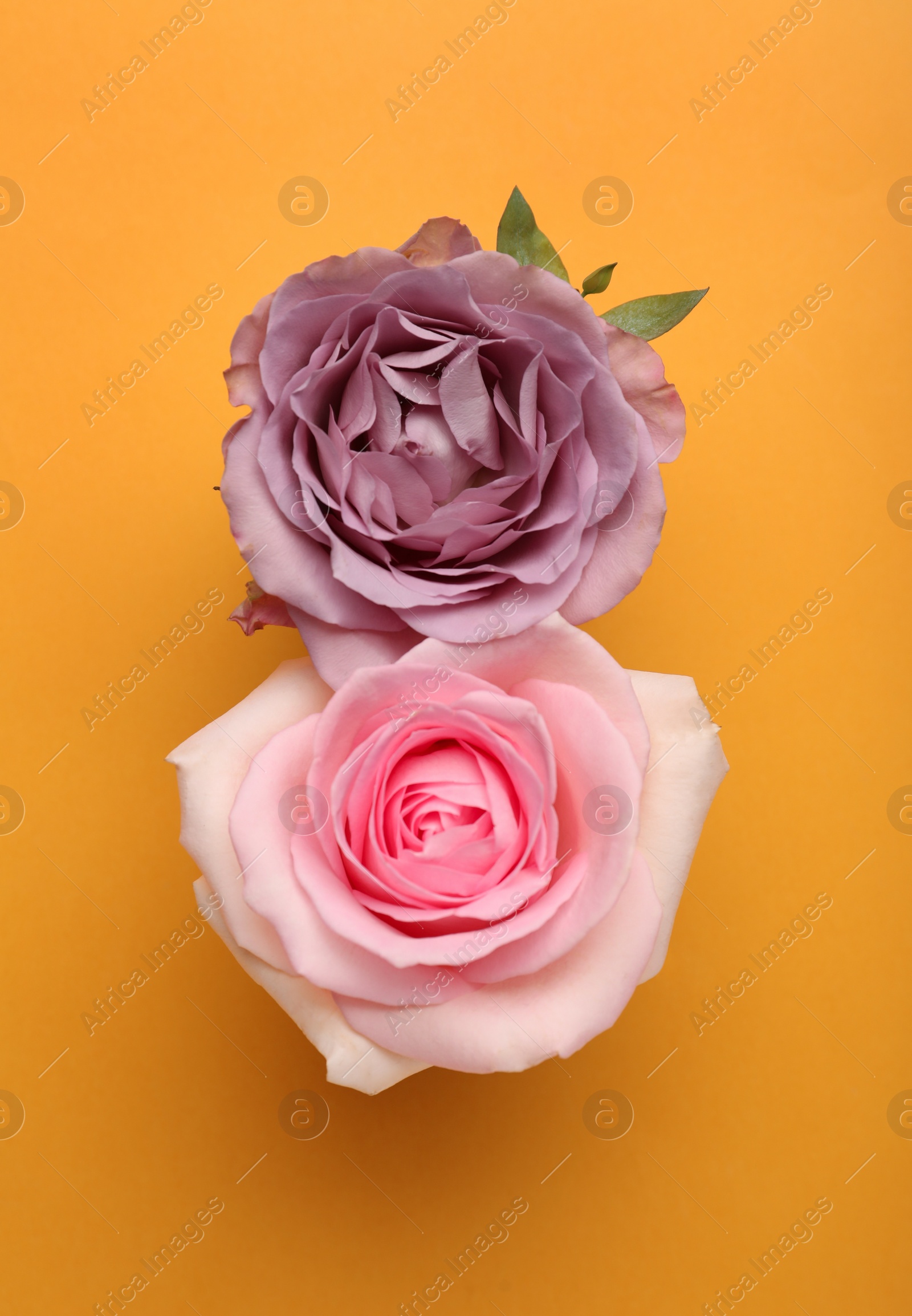 Photo of Number 8 made of beautiful roses on yellow background, flat lay. International Women's day