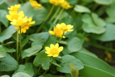 Many beautiful blooming spring flowers in garden