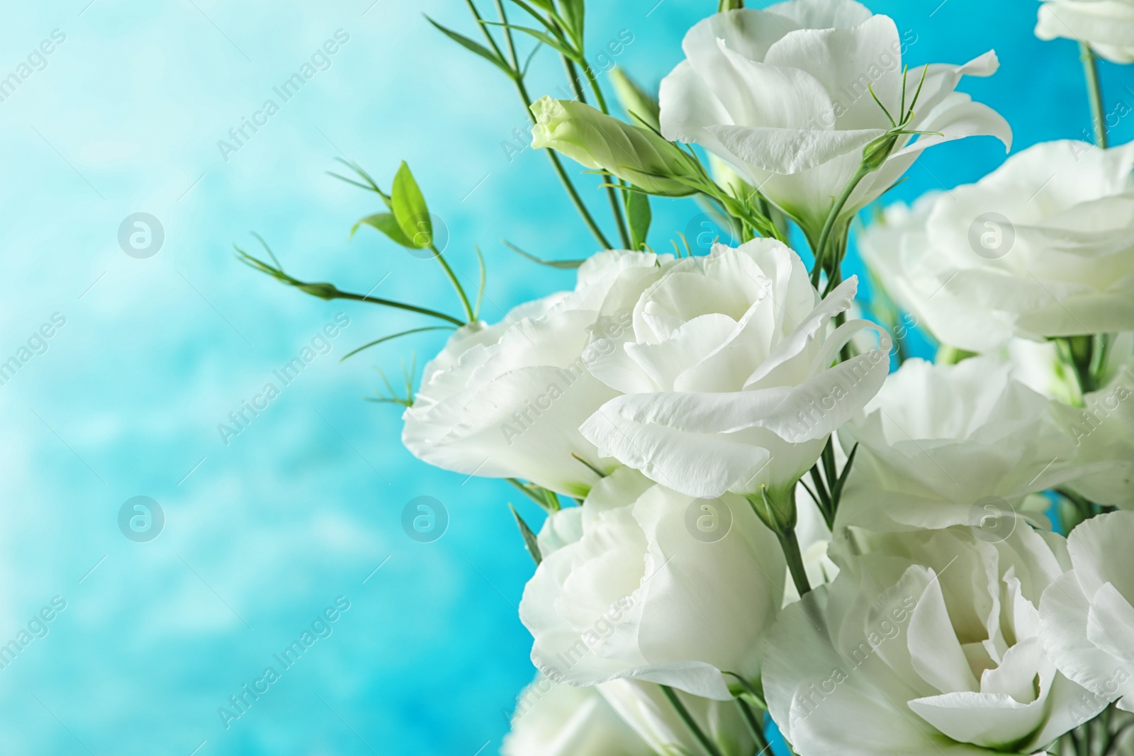 Photo of Beautiful bouquet of Eustoma flowers on color background, close up view