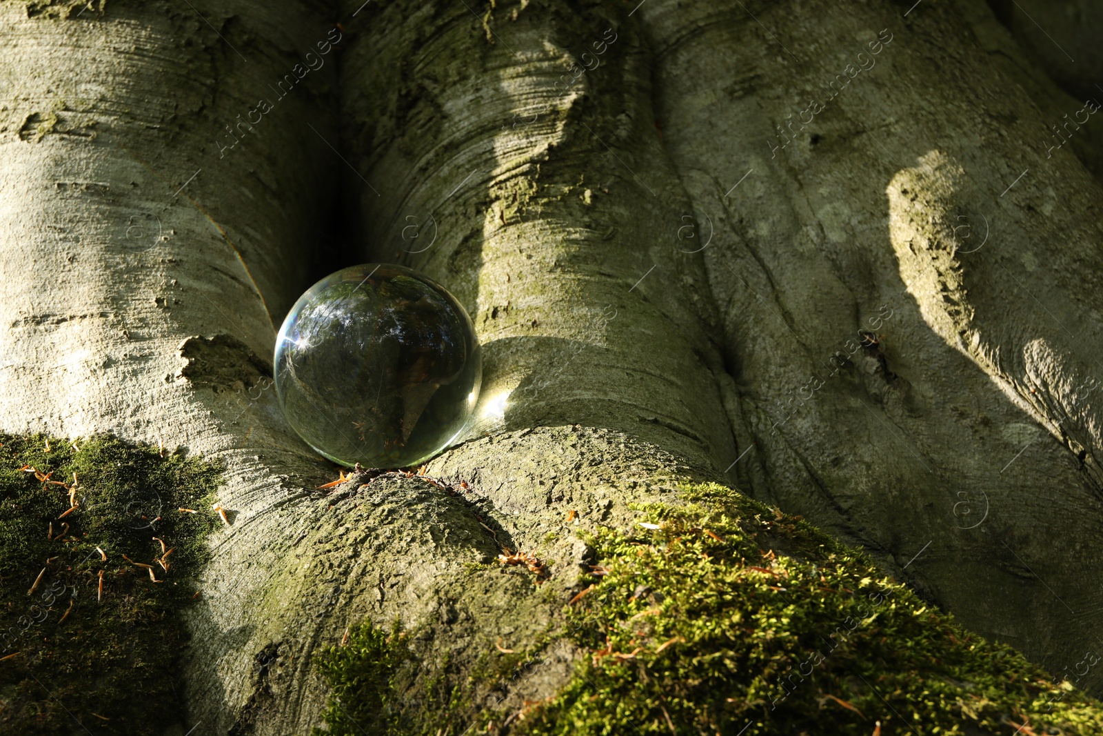 Photo of Beautiful forest with green trees, overturned reflection. Crystal ball on trunk outdoors