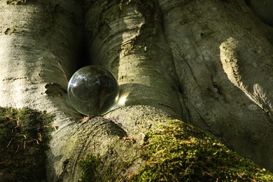 Beautiful forest with green trees, overturned reflection. Crystal ball on trunk outdoors