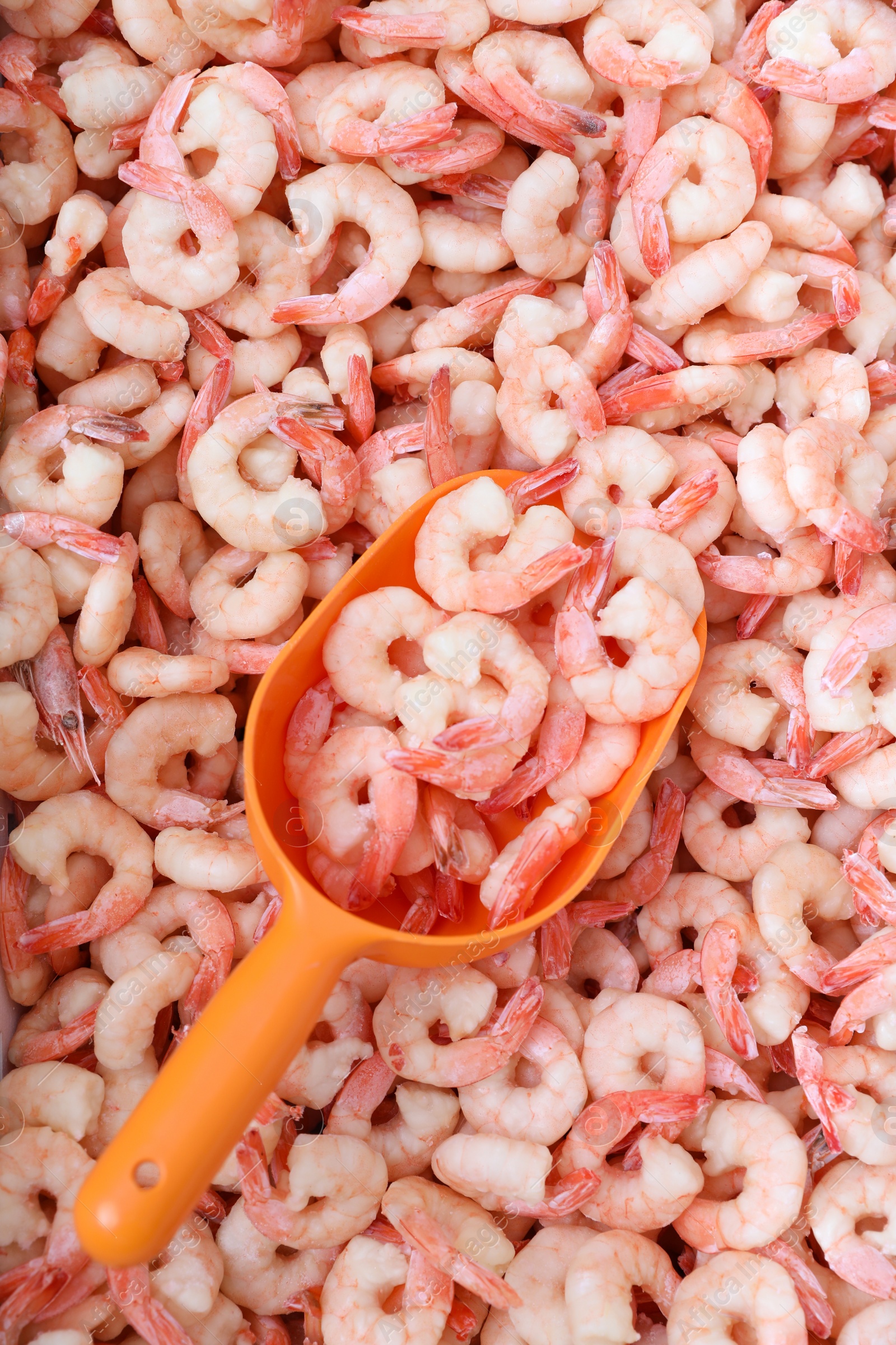 Photo of Shovel and fresh raw shrimps, top view. Wholesale market