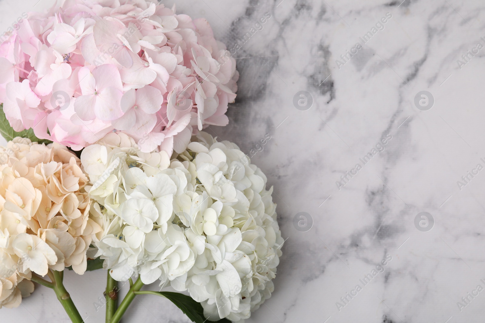 Photo of Beautiful pink hydrangea flowers on white marble background, top view. Space for text