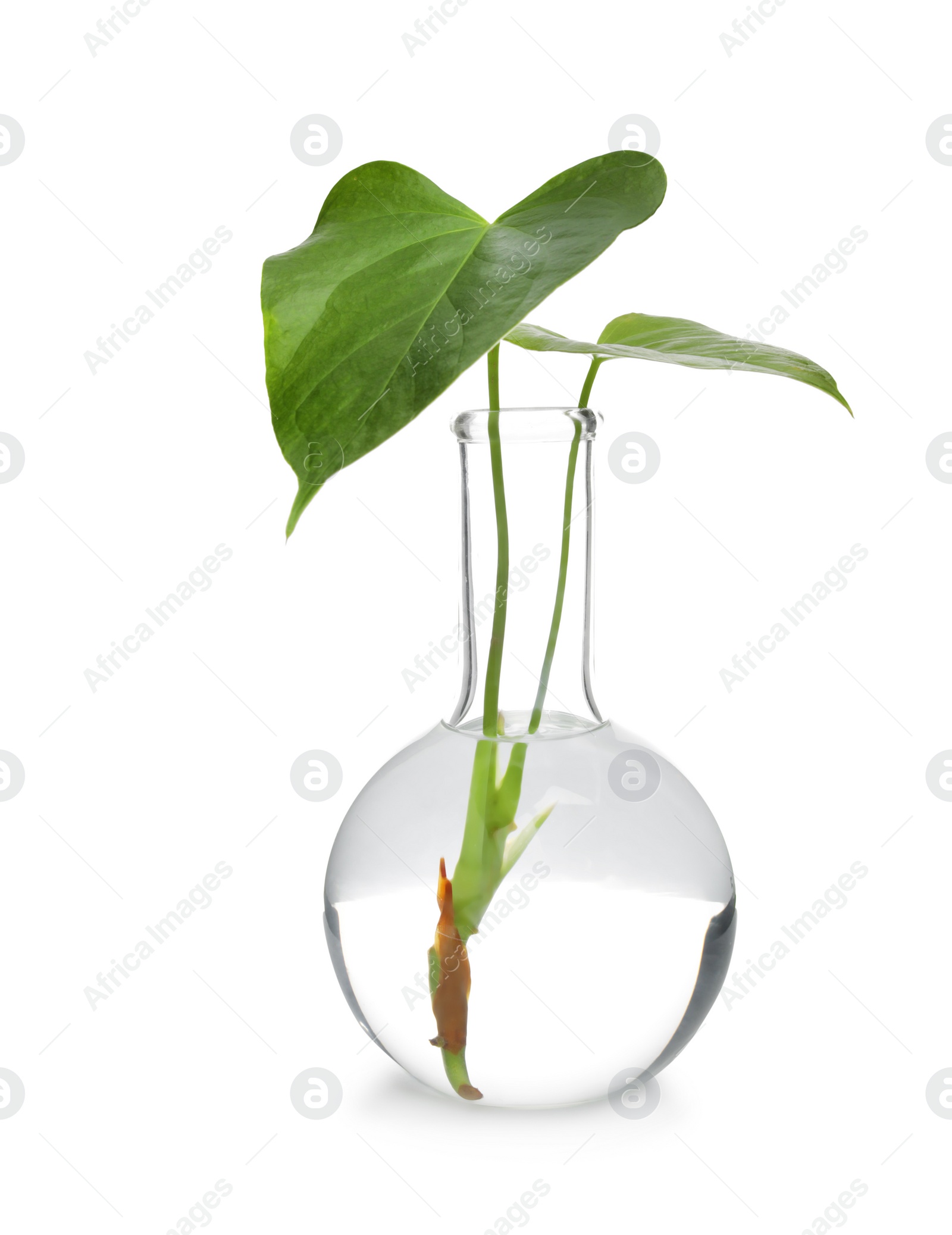 Photo of Flask with exotic plant isolated on white. Organic chemistry