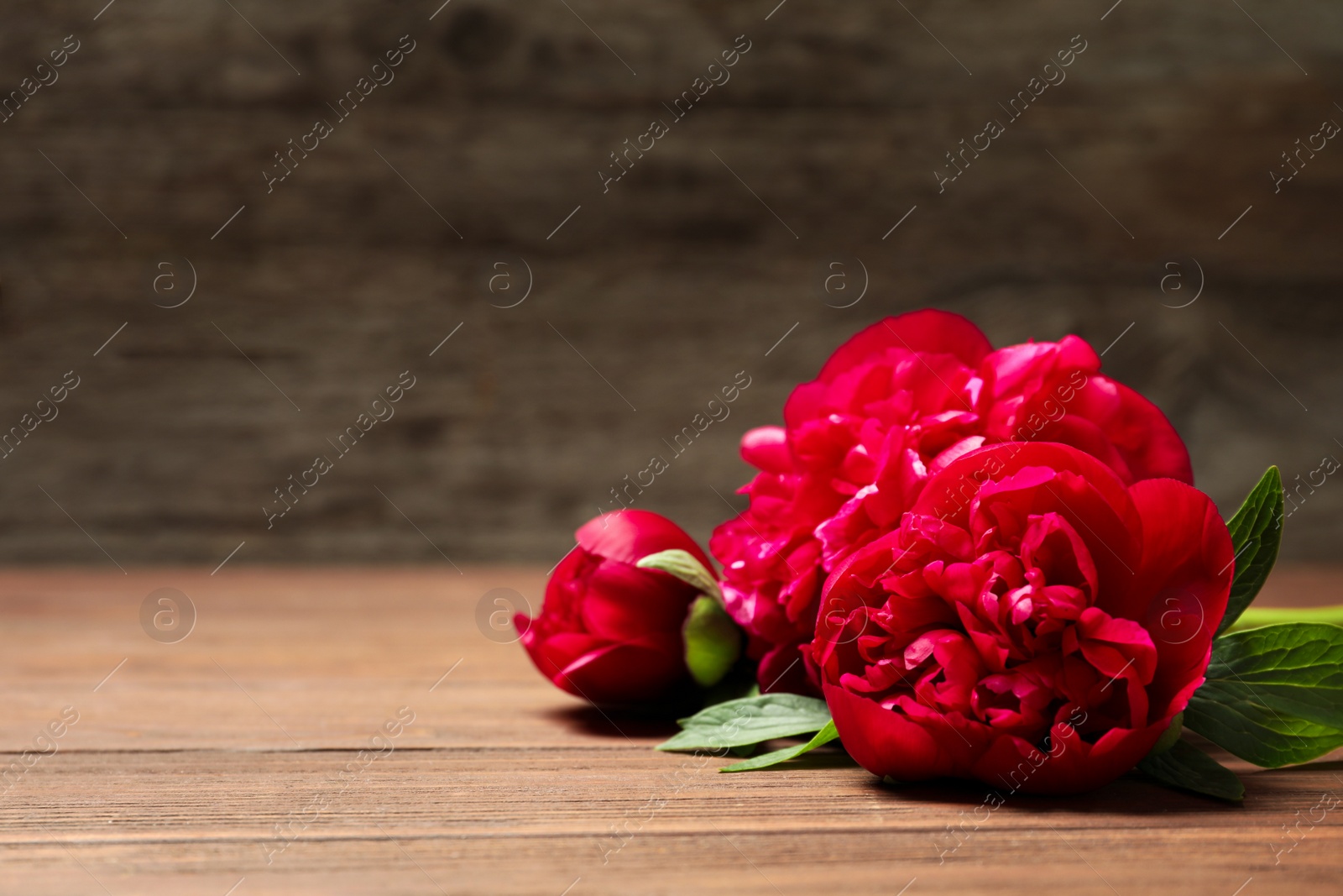 Photo of Beautiful blooming peony flowers on wooden table