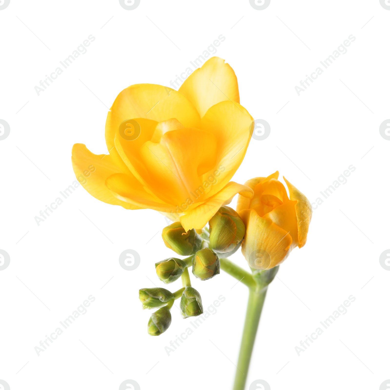 Photo of Beautiful freesia with fragrant flowers on white background