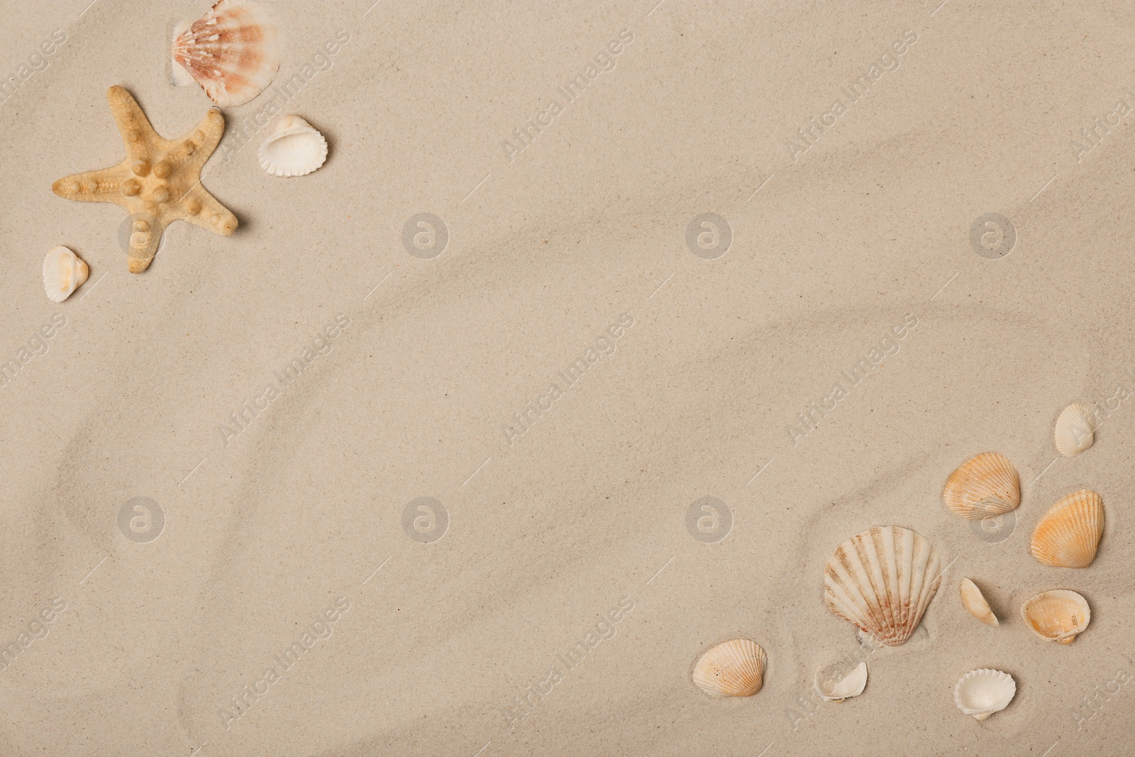Photo of Flat lay composition with sea shells, starfish and space for text on beach sand