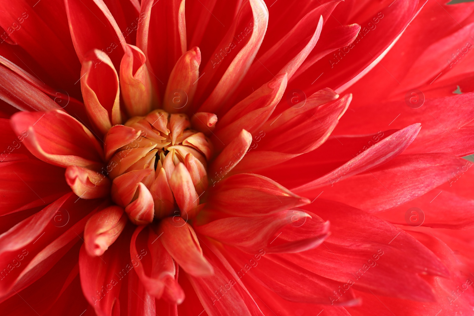 Photo of Beautiful red dahlia flower as background, closeup