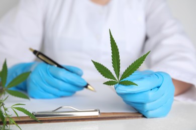 Photo of Doctor holding fresh hemp leaf and writing at white table, closeup. Medical cannabis