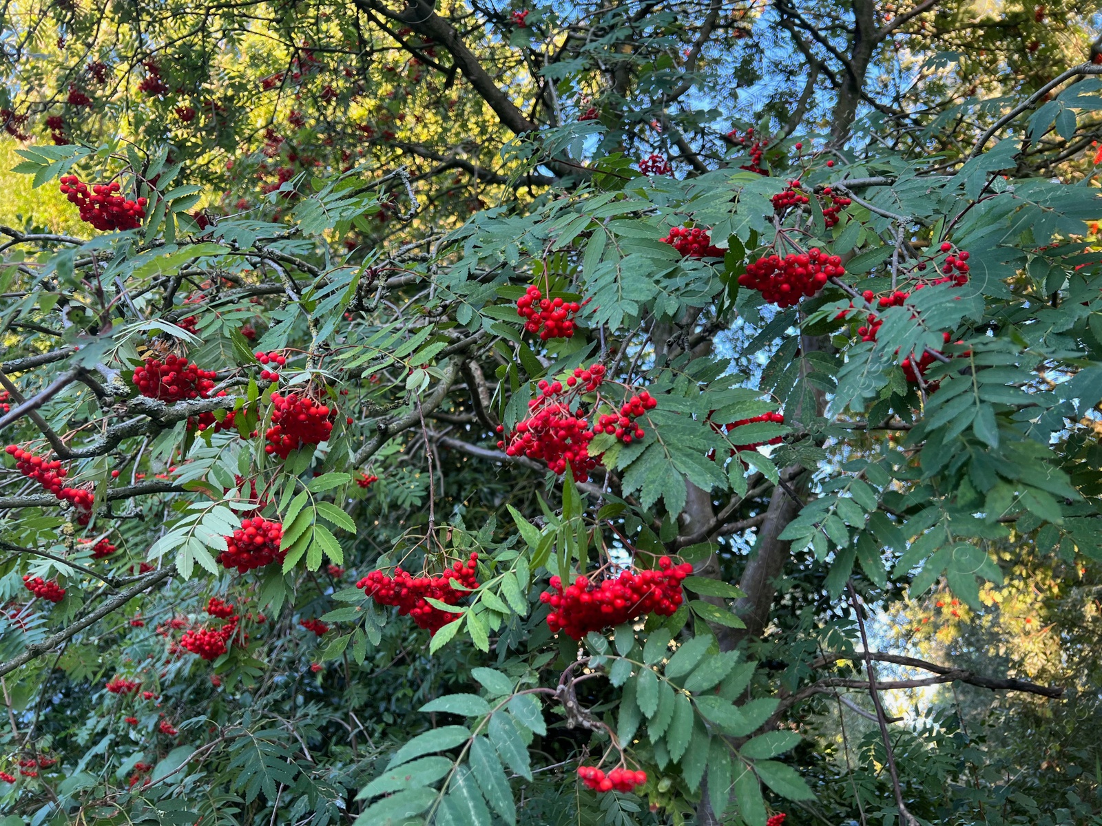 Photo of Rowan tree branches with red berries outdoors