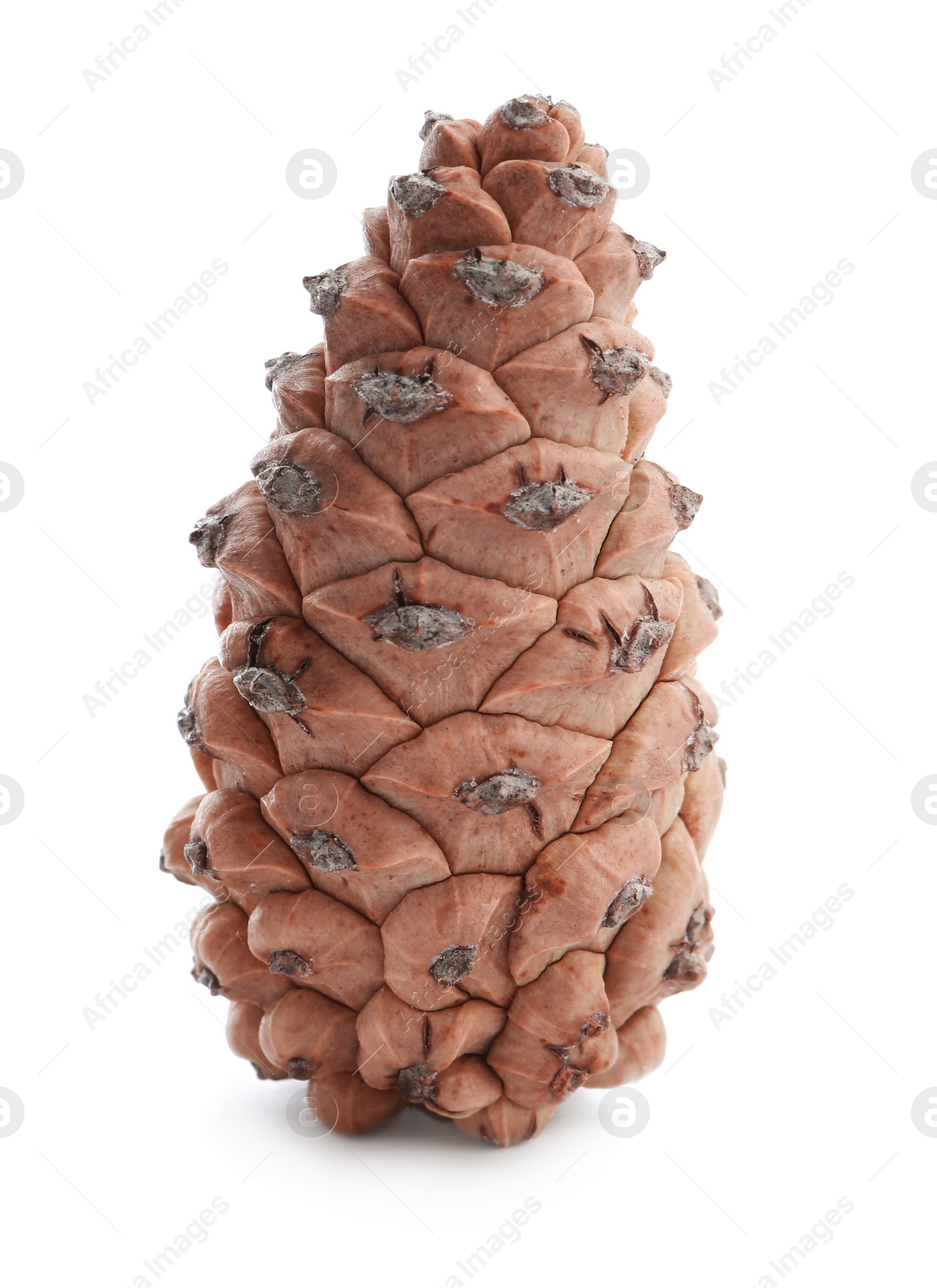 Photo of Fresh young conifer cone isolated on white