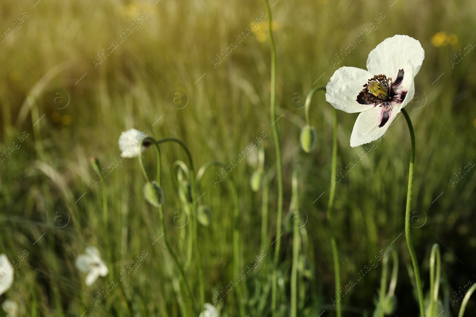 Photo of Beautiful flower growing in meadow on sunny day, closeup. Space for text