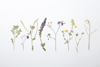 Photo of Wild dried meadow flowers on white background, top view