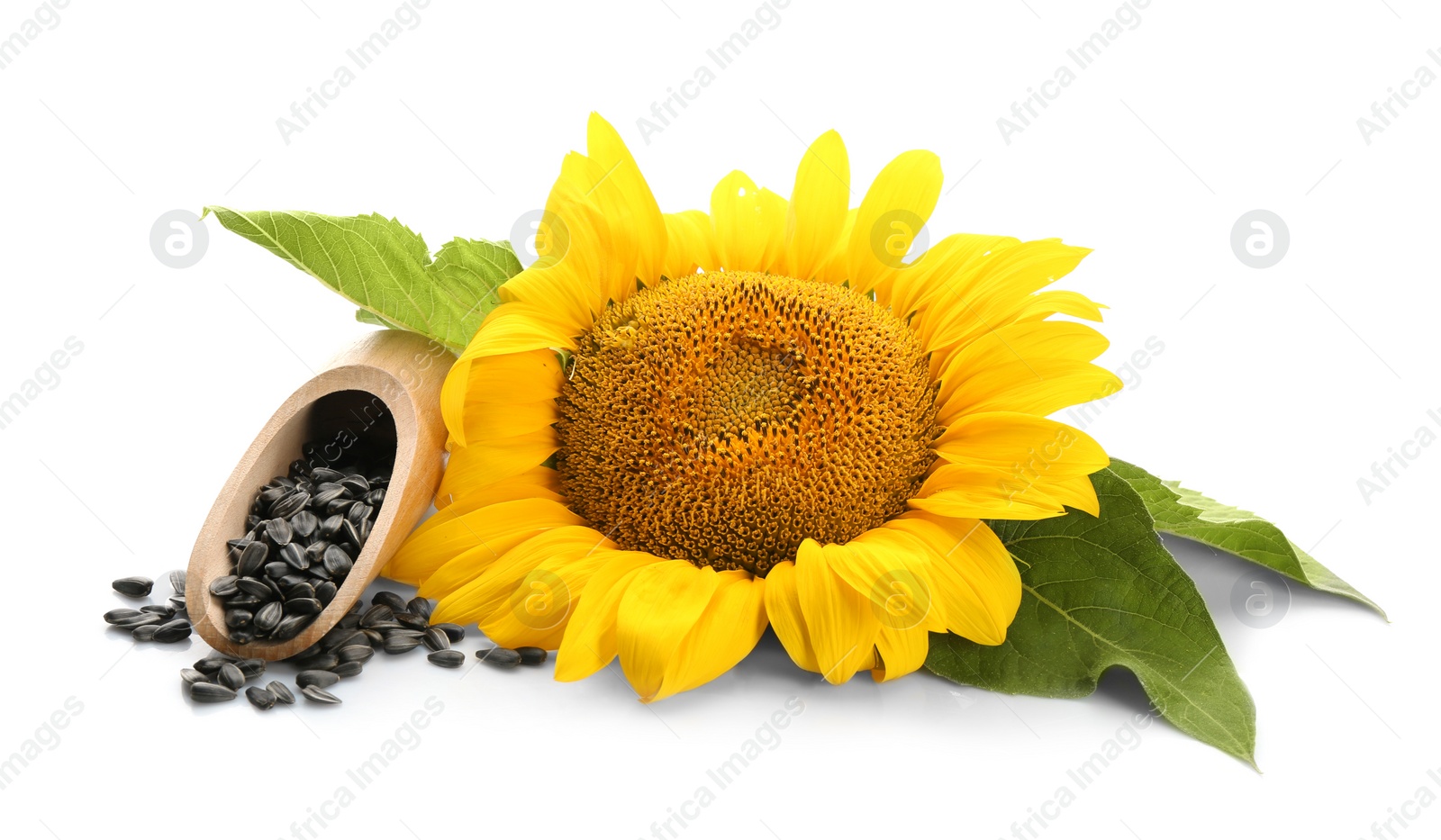 Photo of Sunflower with leaves and seeds on white background