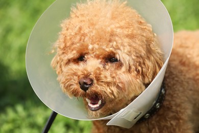 Photo of Cute Maltipoo dog with Elizabethan collar outdoors, closeup
