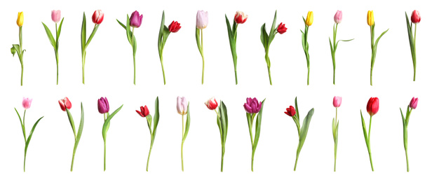 Set of beautiful spring tulips on white background. Banner design 