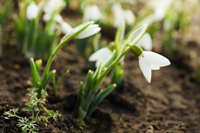 Photo of Beautiful snowdrop growing outdoors, closeup. Early spring flower
