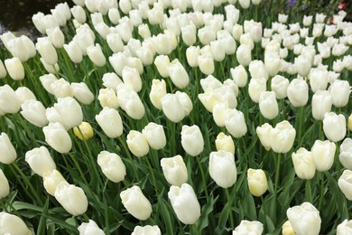 Many beautiful white tulip flowers growing outdoors, closeup. Spring season