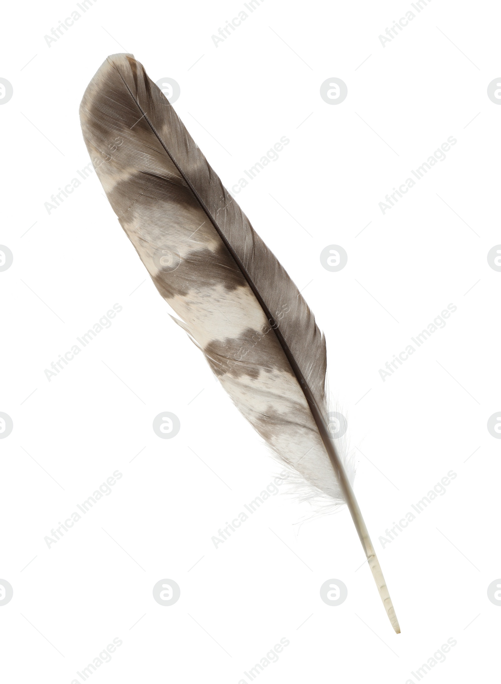 Photo of Beautiful grey bird feather isolated on white