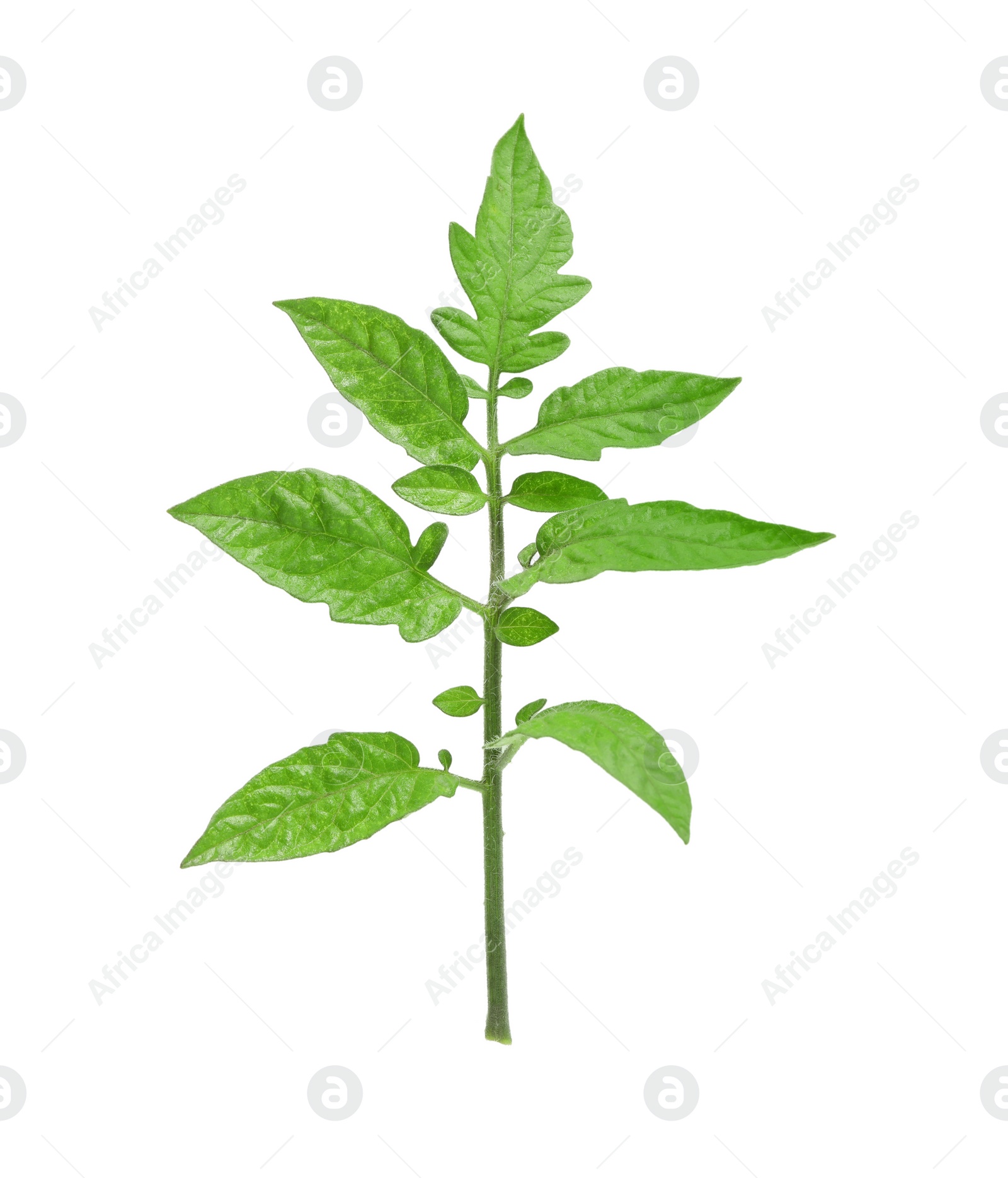 Photo of Branch of tomato plant with leaves isolated on white