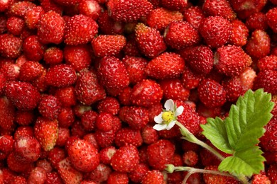 Many fresh wild strawberries, flower and leaves as background, top view