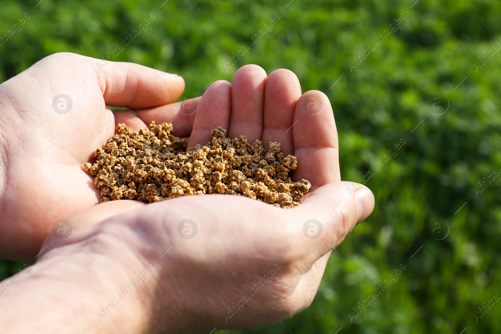 Photo of Man holding many beet seeds outdoors, closeup