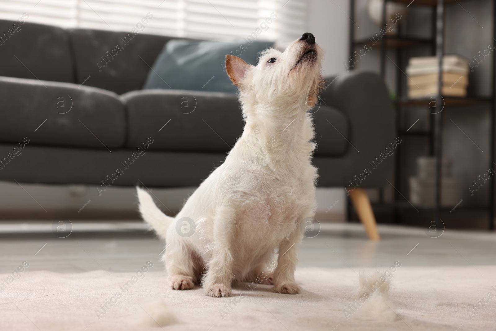 Photo of Cute dog sitting on carpet with pet hair at home