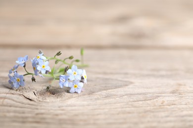 Photo of Beautiful forget-me-not flowers on wooden background, closeup. Space for text