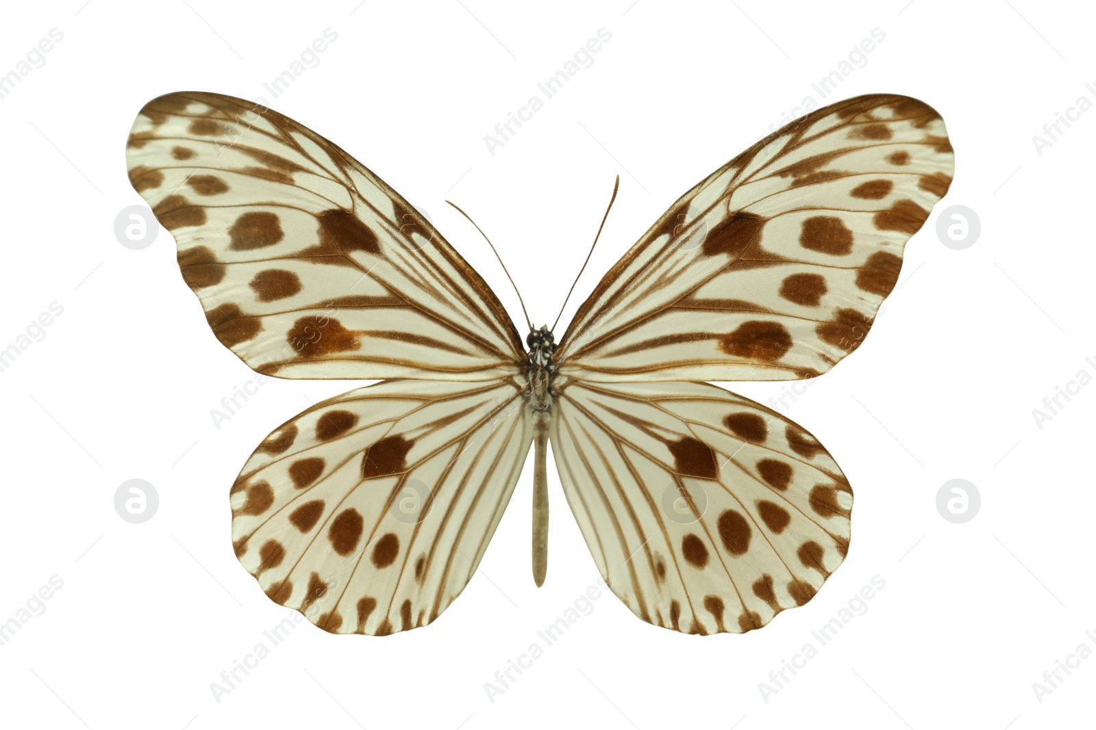 Image of Beautiful fragile exotic butterfly on white background