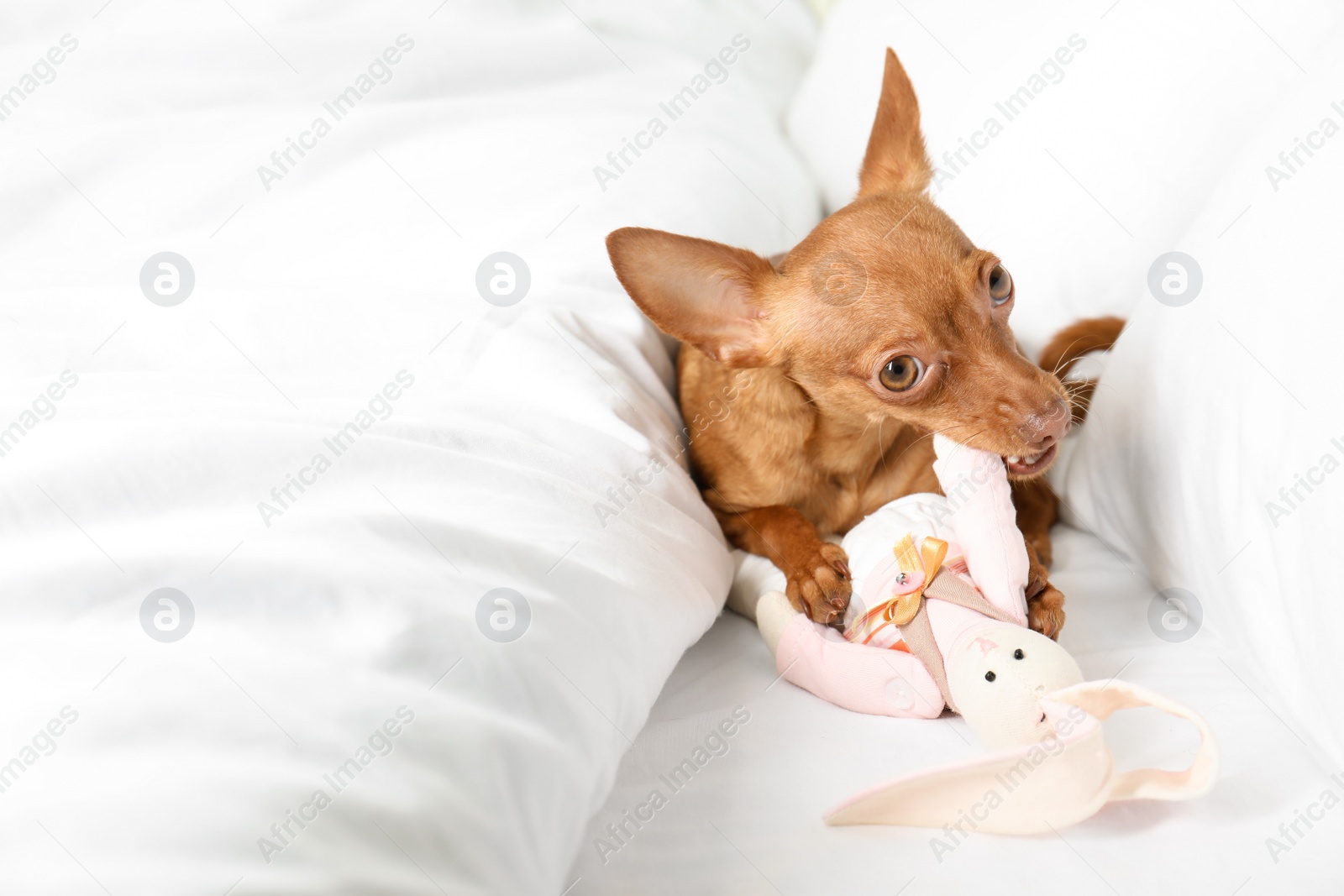 Photo of Cute toy terrier on bed. Domestic dog