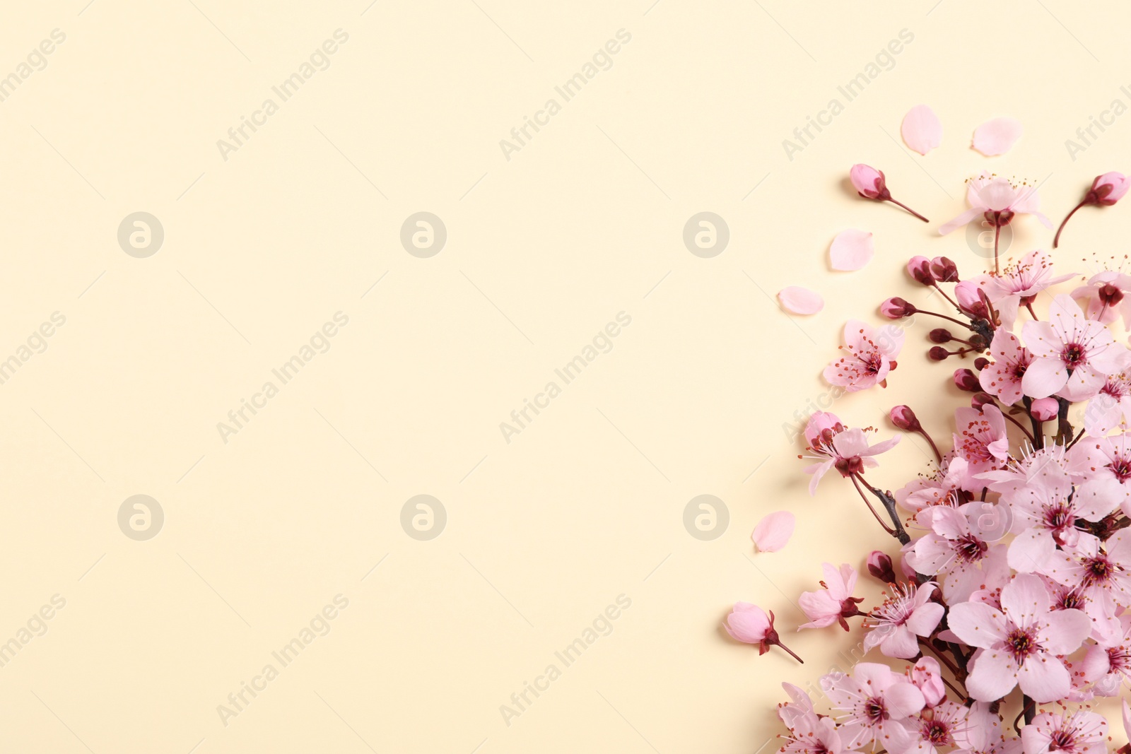 Photo of Blossoming spring tree branch as border on beige background, flat lay. Space for text