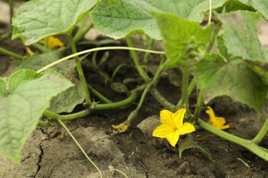 Photo of Blooming cucumber plants growing in soil at garden