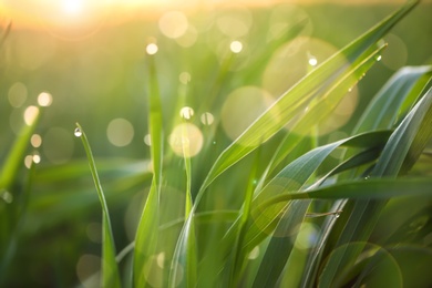 Photo of Young green grass with dew drops on spring morning, closeup