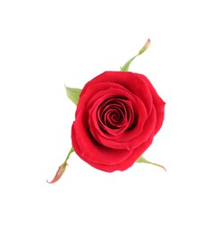 One beautiful red rose isolated on white