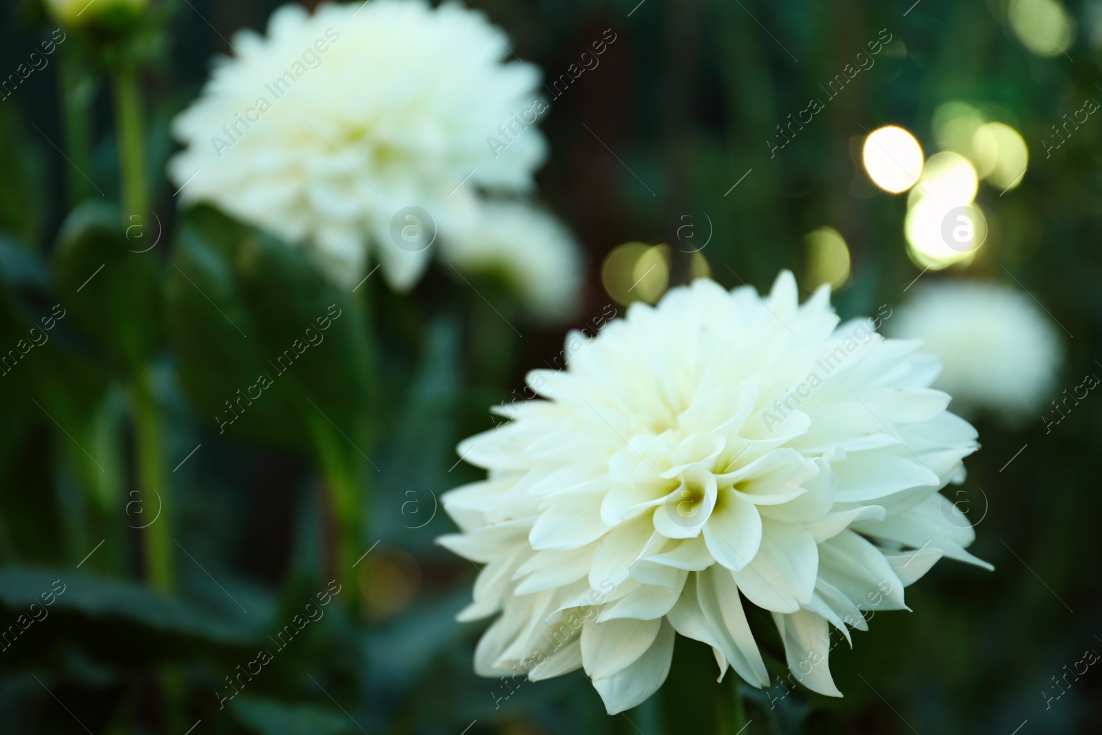 Photo of Beautiful blooming white dahlia flower in green garden