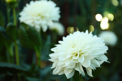 Beautiful blooming white dahlia flower in green garden