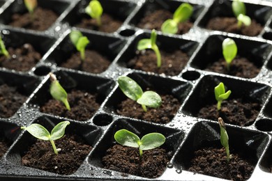 Photo of Seedling tray with young vegetable sprouts, closeup